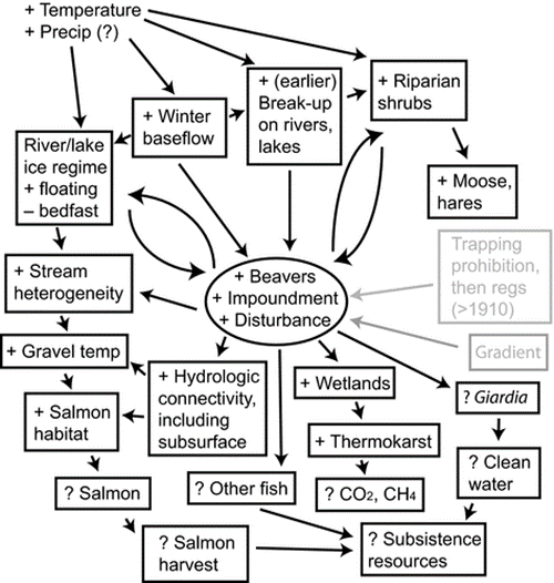 河狸对北极苔原的可能影响。图片来源：Tape et al, 2018