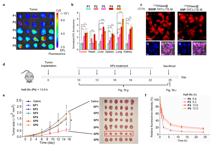 图 | 小鼠体内成像和肿瘤生长抑制实验（来源：Biomaterials）