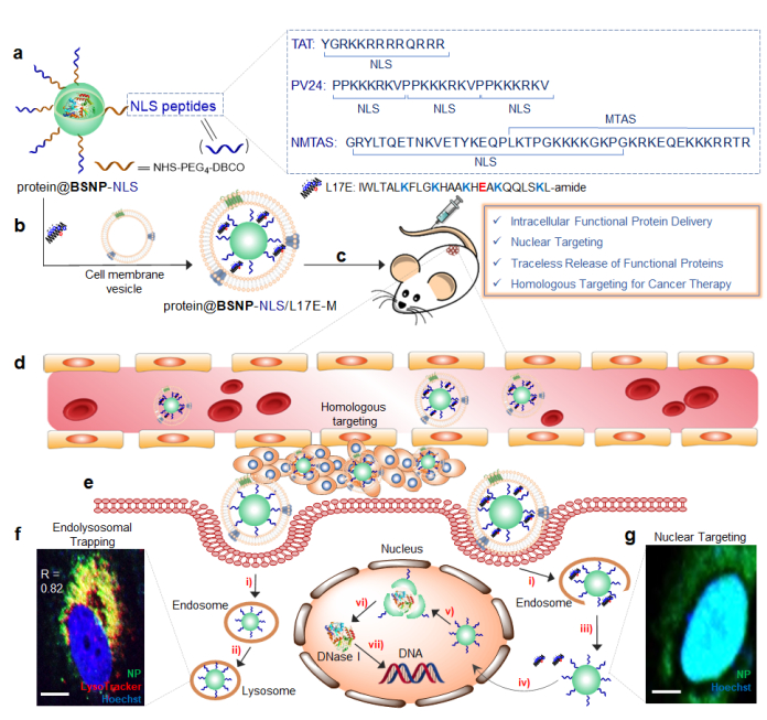 图 | 细胞核靶向递送天然蛋白质药物的示意图（来源：Biomaterials）