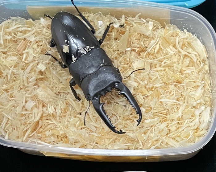 北京邮局海关查获的“最强锹甲”巴拉望巨扁锹甲。于立涛 摄