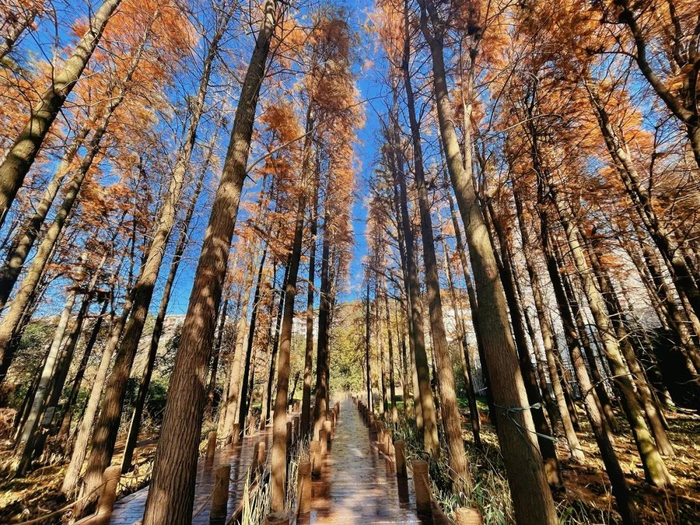 云顶公园实景图