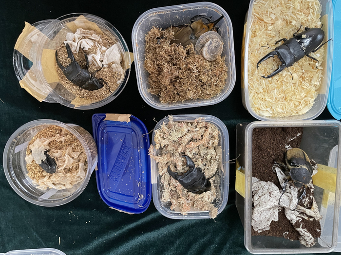 北京邮局海关查获的6只异宠活体甲虫。于立涛 摄