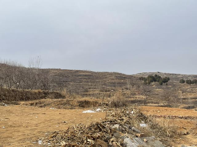 孙家老屋后的山坡，种着花椒树 何沛芸 摄