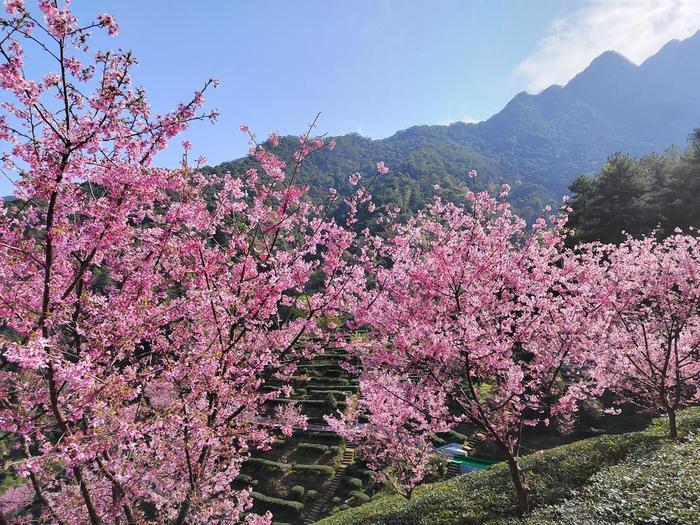 梅州明山嶂樱花图片