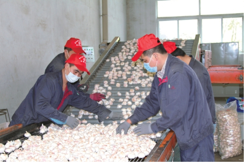 　　黎明食品工人在保鲜大蒜车间对大蒜分级挑拣。　图片由受访者提供