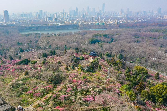 2月19日，游客在江苏南京梅花山赏花游玩（无人机照片）。新华社记者 李博 摄