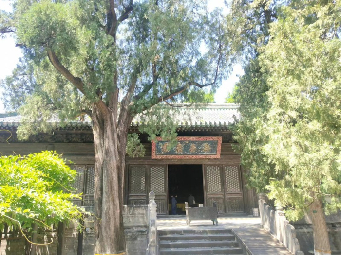 西山大觉寺的白玉兰,数百年来触动了多少文人的心_手机新浪网