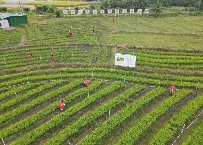 ▲禅城区对口帮扶罗定市船步镇船北村规模化种植南药