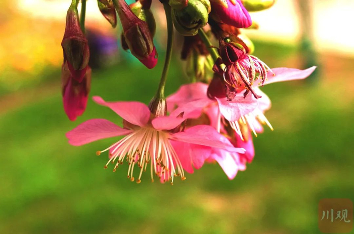 图据 川观拍客 王贵军