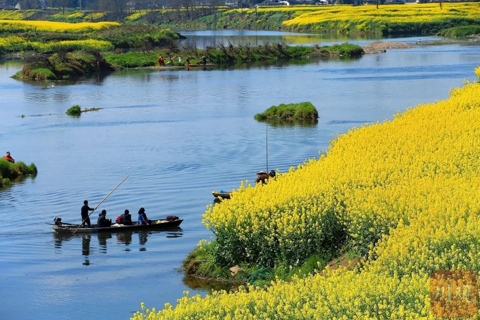 邛崃市牟礼镇两河村的油菜花沿河盛开。图据 川观拍客 朱志宏