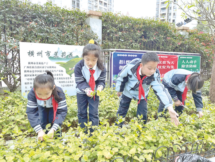     南宁市龙腾路小学学生在劳动基地体验区种植茉莉花。    （刘博志 摄）