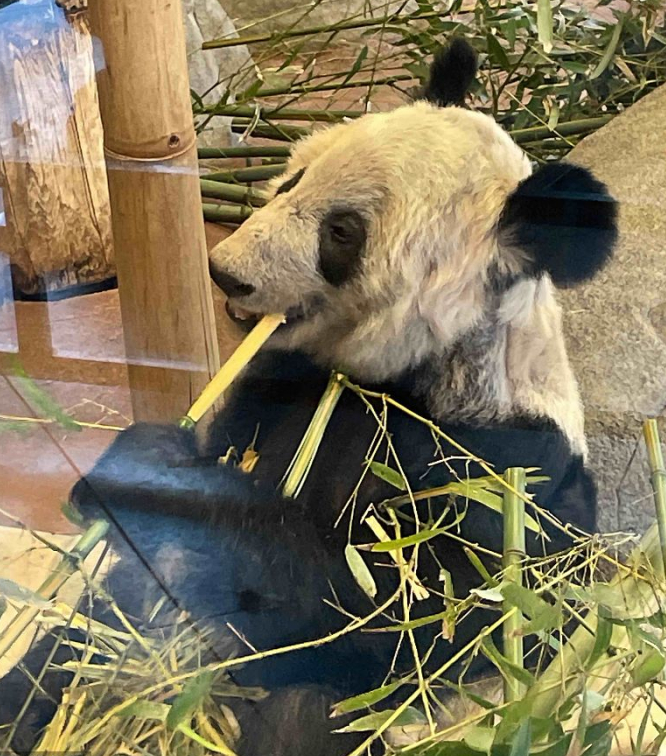 旅美大熊猫“丫丫” 视觉中国 资料图