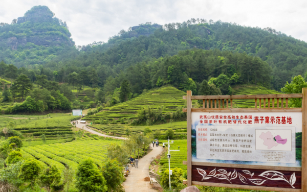 燕子窠生态茶园 朱燕涛 摄 图片来源：武夷山市融媒体中心