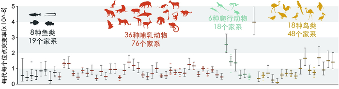 相对于鱼类和爬行类，在鸟类和哺乳动物后代的新生突变中，雄性的贡献比例远超雌性。浙江大学张国捷团队供图