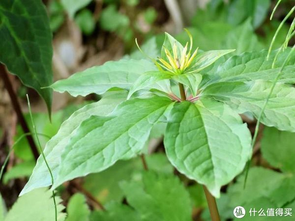农村有句俗语:“种了七叶一枝花,毒蛇不进家”,它有什么价值?