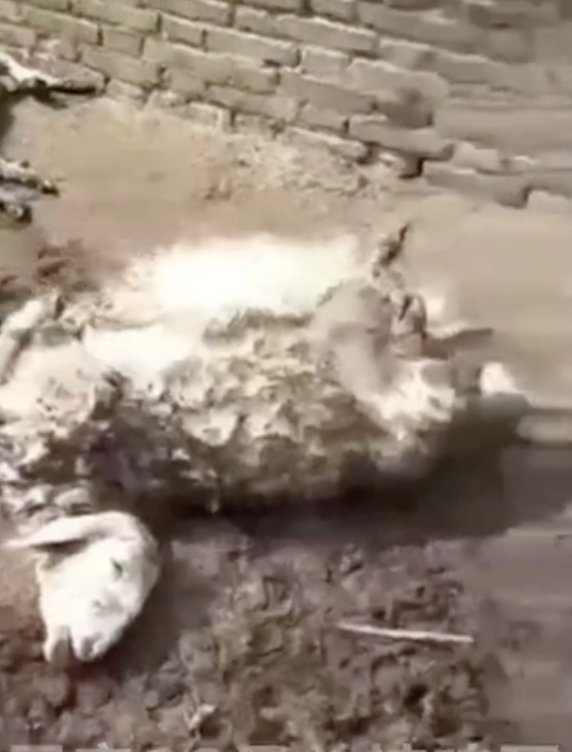 被咬死的羊。  新京报我们视频截图