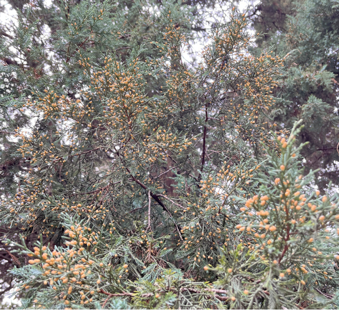 ↑柏科植物花序