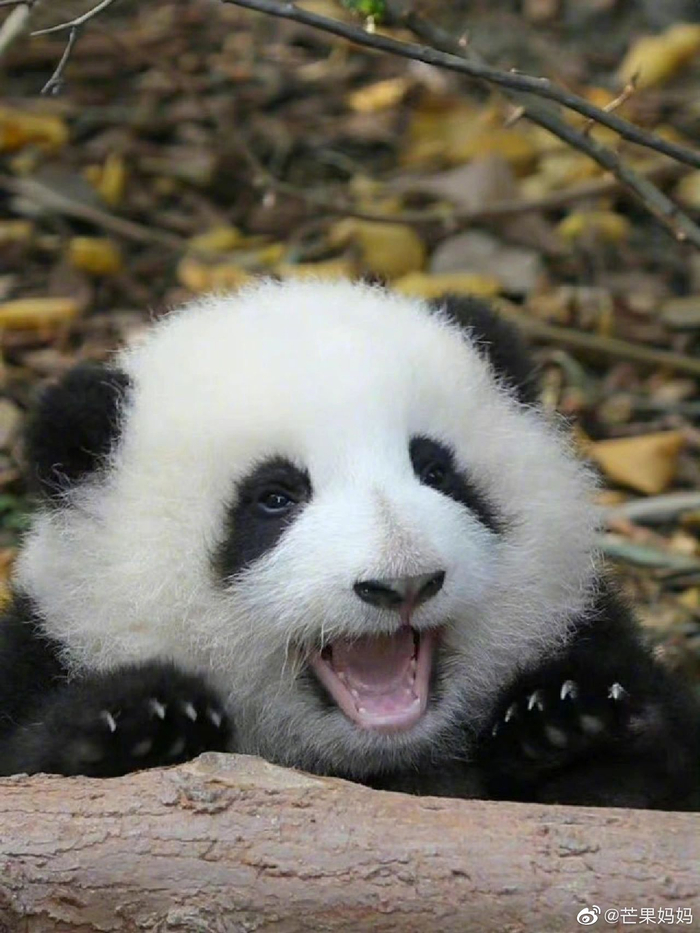 花花牌游戏下载