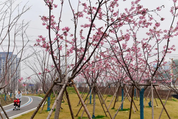 樱花溪公园樱花已绽放 李永刚摄