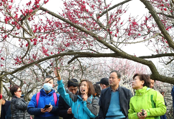 2月25日，苏州，香雪海景区内，导游为游客介绍梅花品种。图/视觉中国