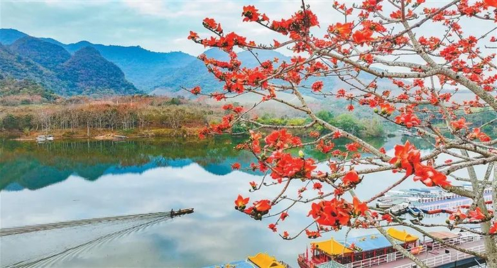 今年2月，昌江黎族自治县木棉红观景码头，火红的木棉花陆续绽放。海南日报记者 陈元才 摄