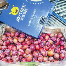 通过成都双流国际机场口岸进口的智利西梅。 双流区委宣传部供图