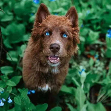 男子晒出一只很像熊的哈士奇,结果网友看后笑喷了:很二哈!__财经头条