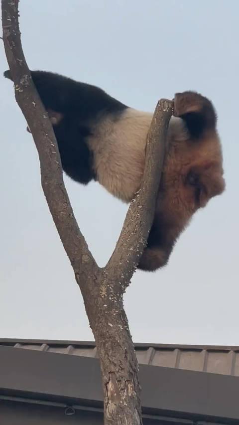 鞍山动物园大熊猫图片