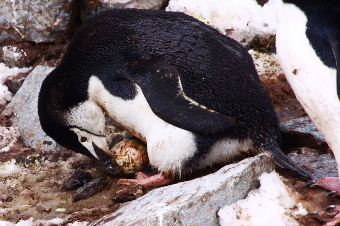 沾满了便便的企鹅蛋。图库版权图片，不授权转载