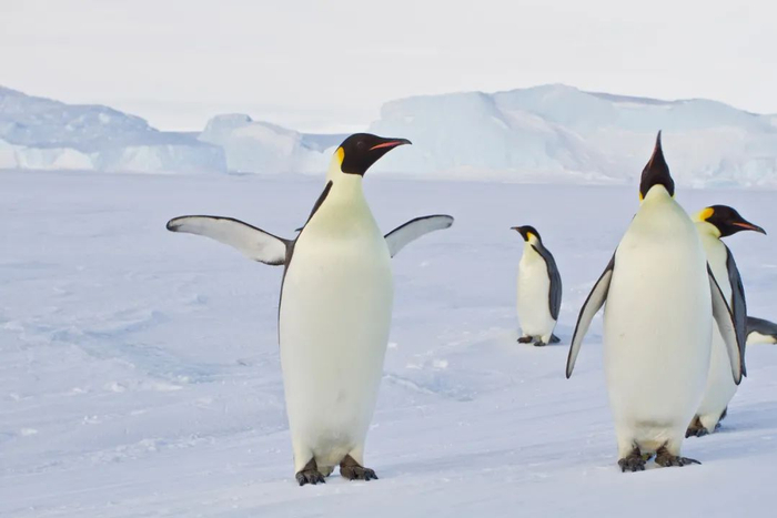 帝企鹅。图库版权图片，不授权转载
