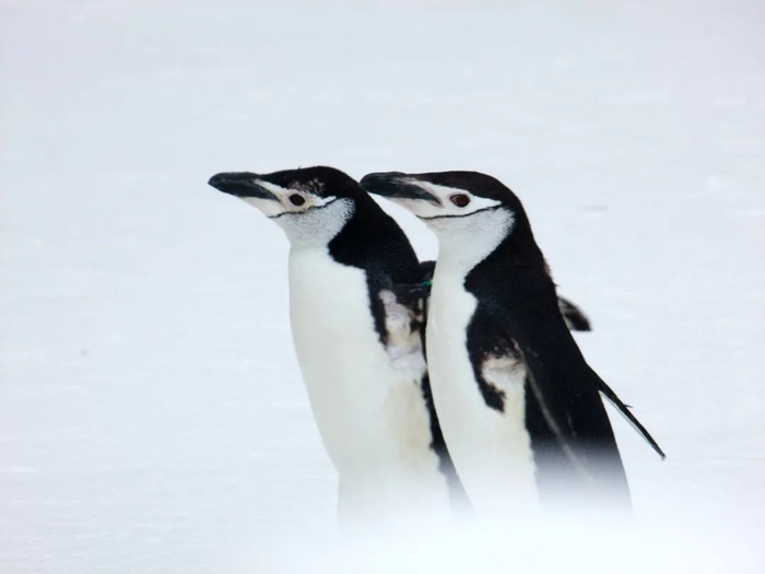 帽带企鹅。图库版权图片，不授权转载