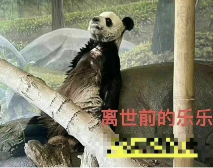 在“乐乐”去世之前，孟菲斯动物园官员声称它身体很好