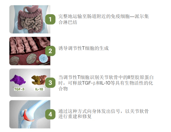 非变性II型胶原蛋白的作用机制，图片来源：龙沙