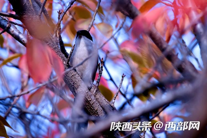 西安交通大学春光明媚。