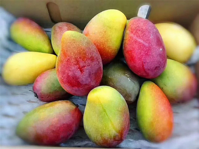 ▲19.9元/整箱，海南贵妃芒