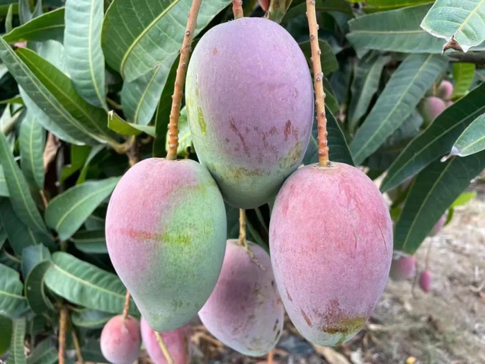 ▲19.9元/整箱，海南贵妃芒