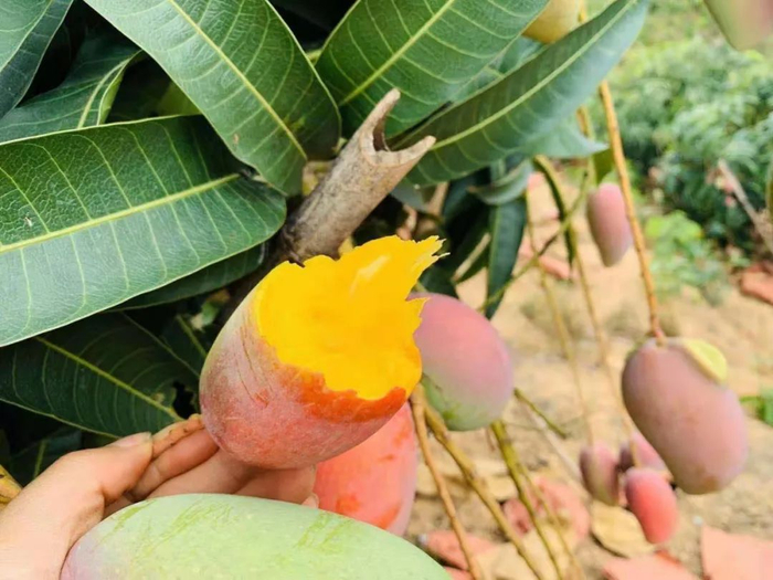 ▲19.9元/整箱，海南贵妃芒