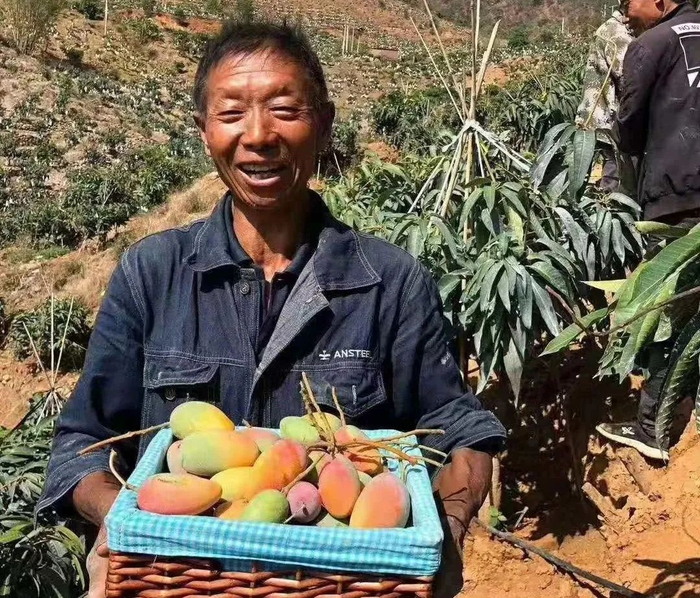 ▲19.9元/整箱，海南贵妃芒