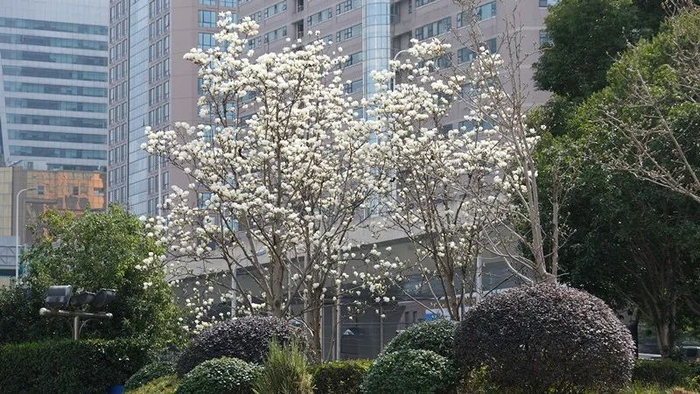 静安白玉兰广场