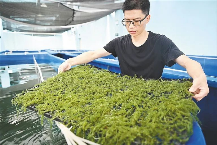 在文昌一渔业产业园，工作人员查看海葡萄生长情况。资料图