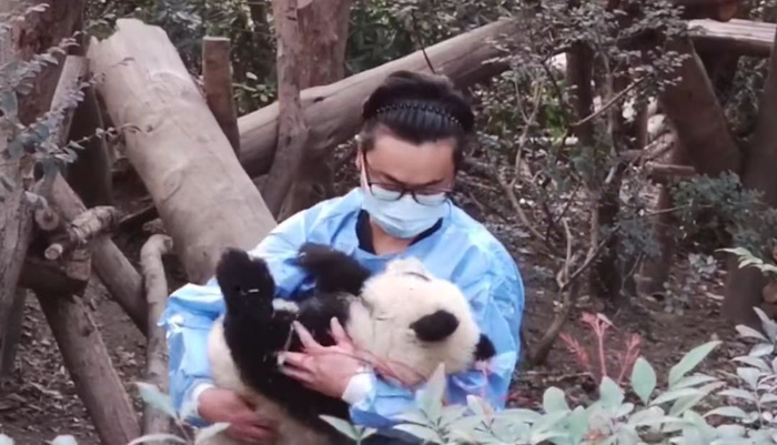 饲养员抱起受惊吓的大熊猫“福菀”