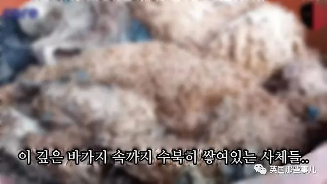 韩国“最恶劣虐狗案”！一只狗狗走丢，他发现上千只狗被饿死??！__财经头条