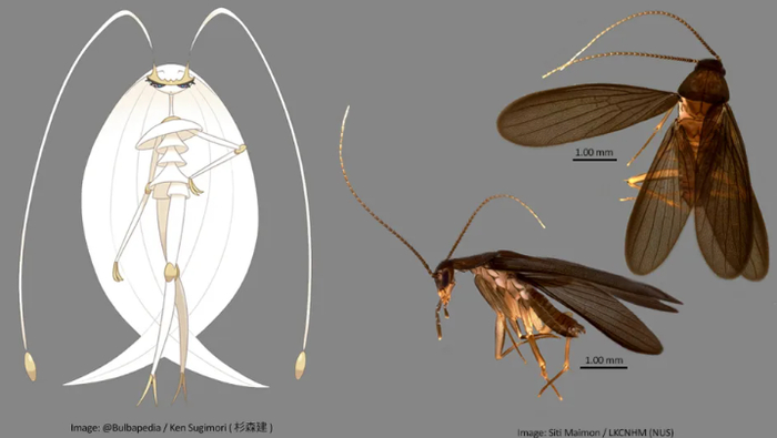 左图为宝可梦“费洛美螂”，右图为新发现的蟑螂