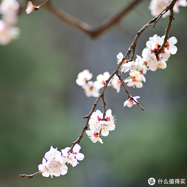 我和春天有个约会!即将进入花海模式,今天教你认识杏花🌸|杏花|桃花|花萼|花朵|苹果花|花海|山桃花|摄影|昆虫|记忆_新浪新闻