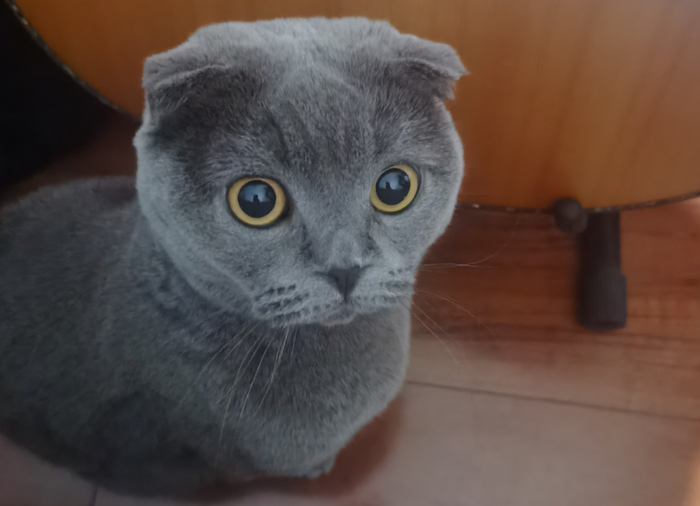 衷心希望再也不会有折耳猫