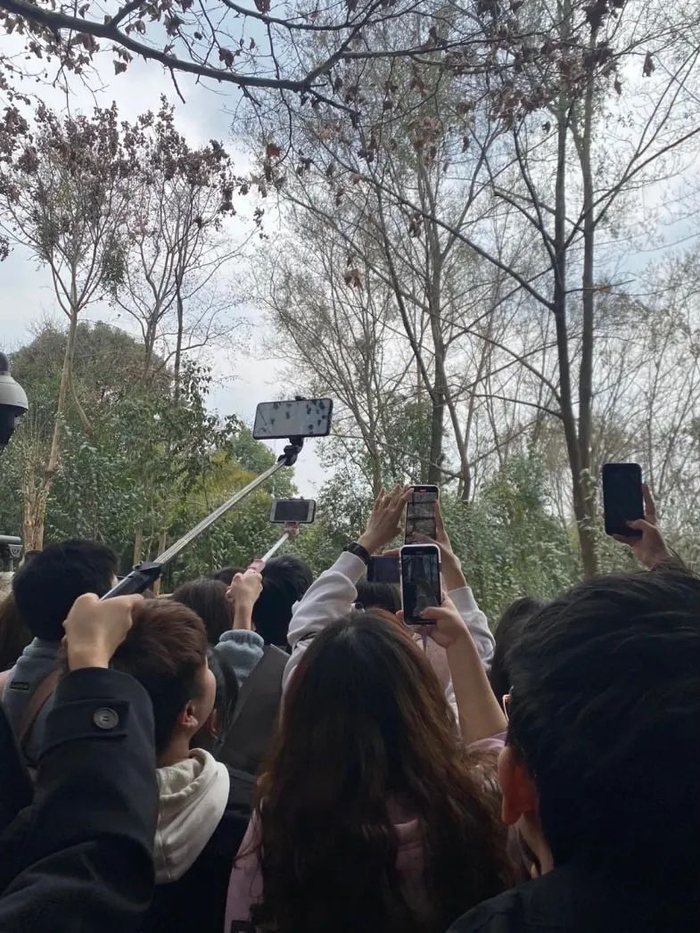 △人挤人的成都熊猫基地 图源：受访者提供