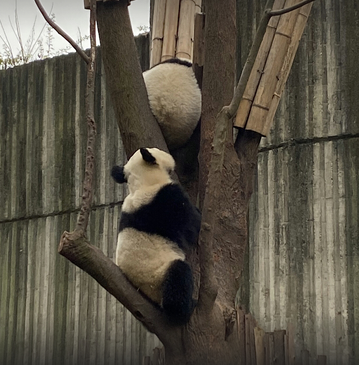 △成都熊猫基地里的熊猫 时代周报 黎广/摄