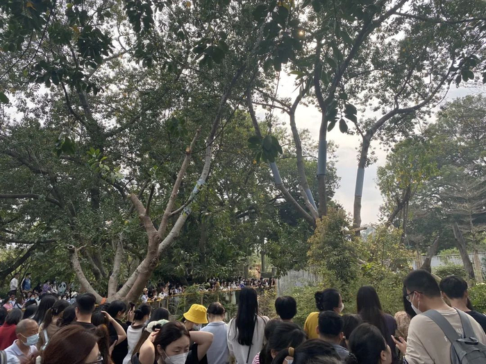 △挤在熊猫馆外看“星一”的游客 时代周报 李杭/摄