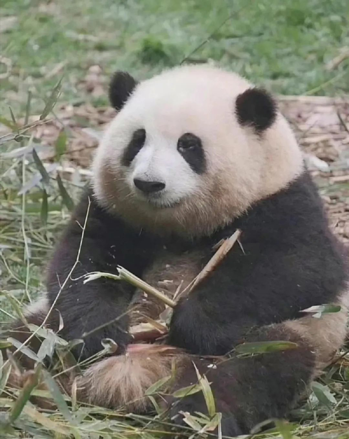 △顶级女明星花花 图源：网络