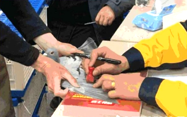 裁判给参赛信鸽加盖印章暗记。  图/中国信鸽协会